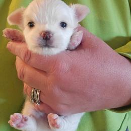 Mercedes - Cream and white female Chihuahua puppy in Amity, Pennsylvania from Baxters Chihuahuas