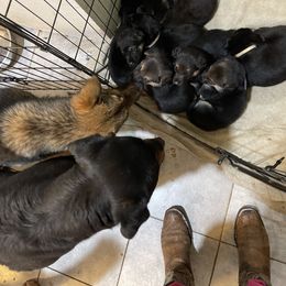 German Shepherd Puppies from Dady Shepherds