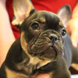 French Bulldog Puppies from Ooh-La-La Frenchies
