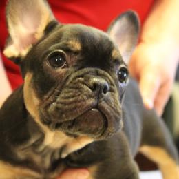 French Bulldog Puppies from Ooh-La-La Frenchies