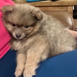 Ozzy - Wolf sable male Pomeranian puppy in Plano, Texas from Madison Park Poms