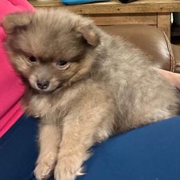 Ozzy - Wolf sable male Pomeranian puppy in Plano, Texas from Madison Park Poms