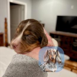 Rose - Piebald female Dachshund puppy in Adamsville, Tennessee from Shiloh Ridge Dachshunds