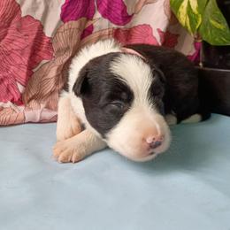 (Zola) Zola - Black and white female Border Collie puppy in Max, Nebraska from Stag Valley Homestead