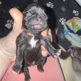 Ice Cream - Brindle female Pug puppy in Vader, Washington from Tanori Kennels