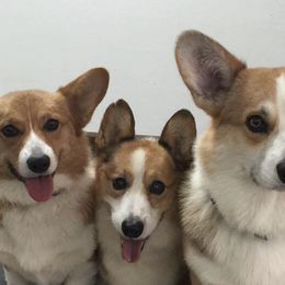 Australian Shepherds and Pembroke Welsh Corgis from Shellyn’s Australian Shepherds