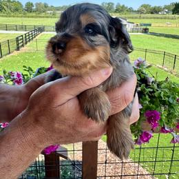 Pluto - Blue merle male Bernedoodle puppy in Rock Hill, South Carolina from LolliPop Farms