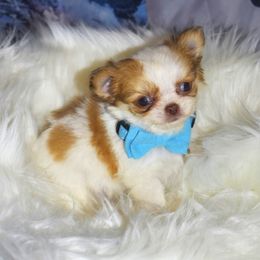 Tripp - Fawn and white male Chihuahua puppy in Gloucester, Virginia from Charlotte's Web of Chihuahuas