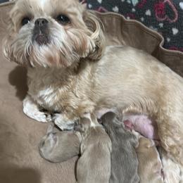 Shih Tzu puppies from Tennessee's Treasured Shih Tzus
