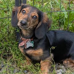 River - Black and tan female Dachshund puppy in Columbus, Ohio from Bumpkins Dachshunds