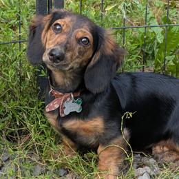 River - Black and tan female Dachshund puppy in Columbus, Ohio from Bumpkins Dachshunds