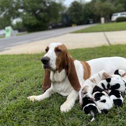 Basset Hound Puppies from Breeze Basset Hounds