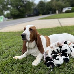 Basset Hound Puppies from Breeze Basset Hounds