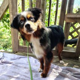 Zombie - Blue merle female Miniature American Shepherd puppy in Nicholasville, Kentucky from SaturnMoon MAS & BC