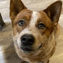 Boone - Australian Cattle Dog