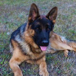 Casar ze Skalnego Wzgorza - German Shepherd