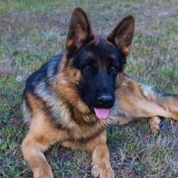 Casar ze Skalnego Wzgorza - German Shepherd