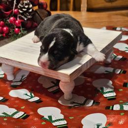 Chandler - Black and tan male Pembroke Welsh Corgi puppy in New Douglas, Illinois from Millerbaughs Country Corgis