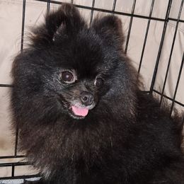 Blue - Pomeranian