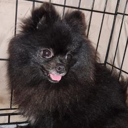 Blue - Pomeranian