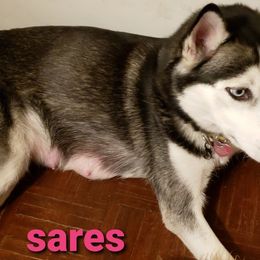 Siberian Huskies from Moonlight Myst Kennels