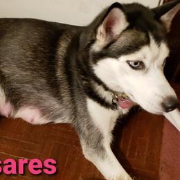 Siberian Huskies from Moonlight Myst Kennels