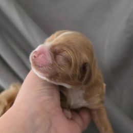 Dexter - Buff male Cocker Spaniel puppy in Winston Salem, North Carolina from Cocker Cottage