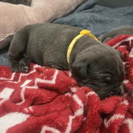 White Collar - Fawn female Cane Corso puppy in Beaver Crossing, Nebraska from Blue River Cane Corso