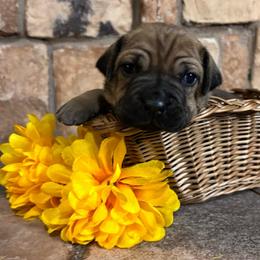 Pink collar - Red female Cane Corso puppy in Tucson, Arizona from Cane Corso Friends