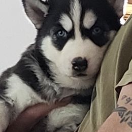 Siberian Huskies from Prentice House of Huskies