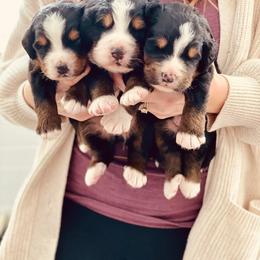 Bernese Mountain Dog Puppies from Bluffside Berners