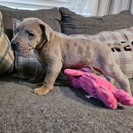 Yvette - Merle female Great Dane puppy in Jerusalem, Arkansas from Mara Danes