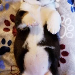 American Corgi and Pembroke Welsh Corgi Puppies from Whimsical Treasure Corgis