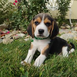 Beagle Puppies from Rosehaven Homestead
