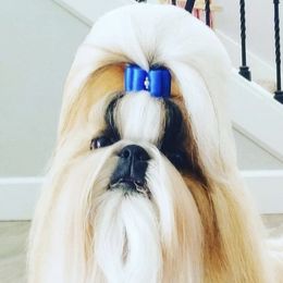 Shih Tzus from Jin Lu Shih Tzu