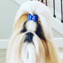 Shih Tzus from Jin Lu Shih Tzu