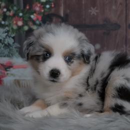 Orion - Blue merle male Australian Shepherd puppy in Fultonville, New York from Sandy Aussies & Pomeranians