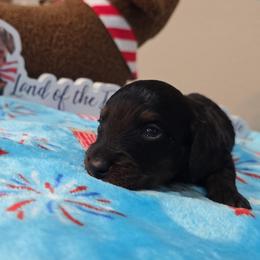 Black boy (bigger) - Black and tan male Dachshund puppy in West Plains, Missouri from Spring Creek Dachshunds