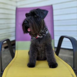 Rowan - Miniature Schnauzer