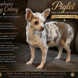 Piglet - Chihuahua