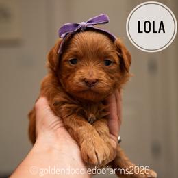 Lola - Apricot female Golden Aussiedoodle puppy in Hyrum, Utah from Goldendoodledoo Farms