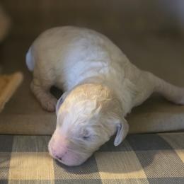 Cloud - Parti male Goldendoodle puppy in Freedom, New York from Samantha's Goldendoodles