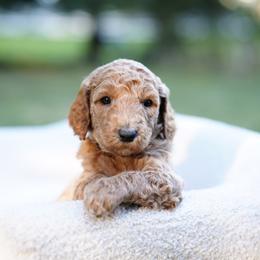 Rocky - Red  male Goldendoodle puppy in Spokane, Washington from Puppy Love