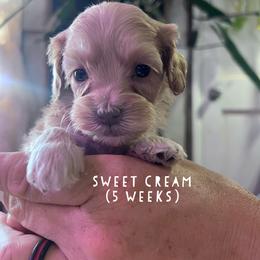 Sweet Cream - with training - Cream female Cockapoo puppy in Boonville, North Carolina from Doods & Dolls