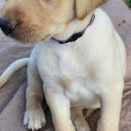 Labrador Retriever Puppies from Green Acres Labradors