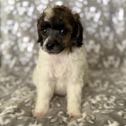 AKC Arlo - Black male Poodle puppy in Tecumseh, Oklahoma from Poodles in the Garden