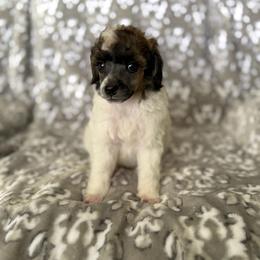 AKC Arlo - Black male Poodle puppy in Tecumseh, Oklahoma from Poodles in the Garden