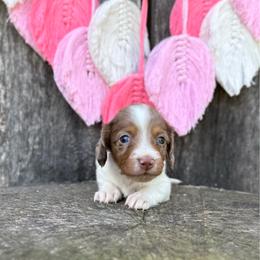 Anna Hummingbird - Girl 2 - Dapple female Dachshund puppy in Corbin, Kentucky from Steele Half Acre Homestead