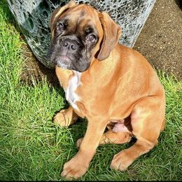 Boxer Puppies from Von Royal Dell’Infinite