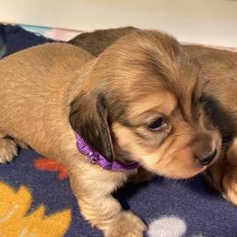 Purple collar female - Cream female Dachshund puppy in Madison, Indiana from Jensen Dobermans and Dachshunds